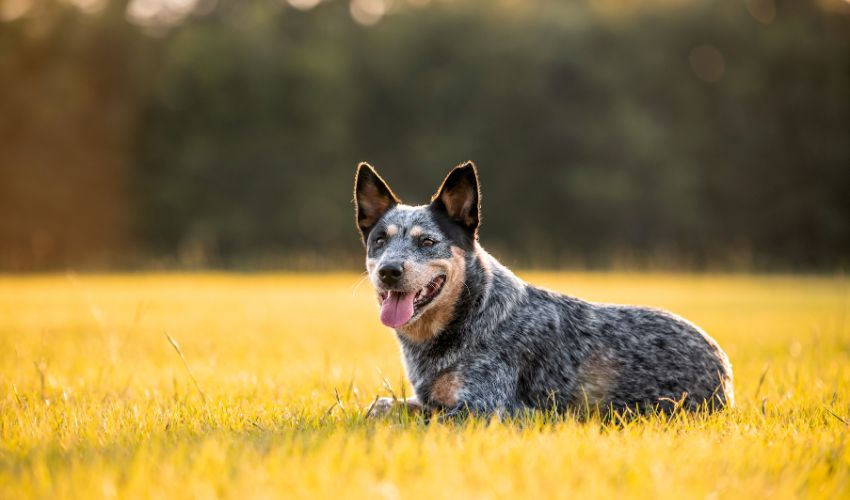 Your Guide to Proactive Disease Prevention for American Hairless Terriers: Tips and Strategies